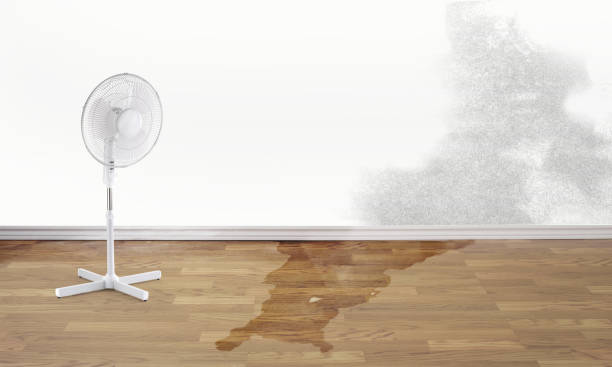 Best Water damage repair service  in Philippi, WV
