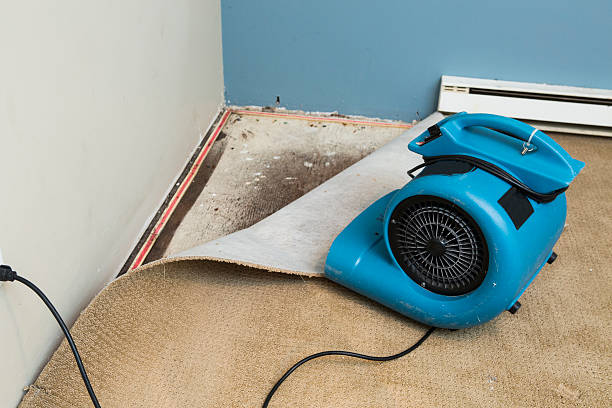 Best Carpet water damage restoration  in Philippi, WV